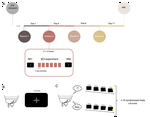 Understanding Brain-Computer Interfaces training:a longitudinal and multimodal dataset
